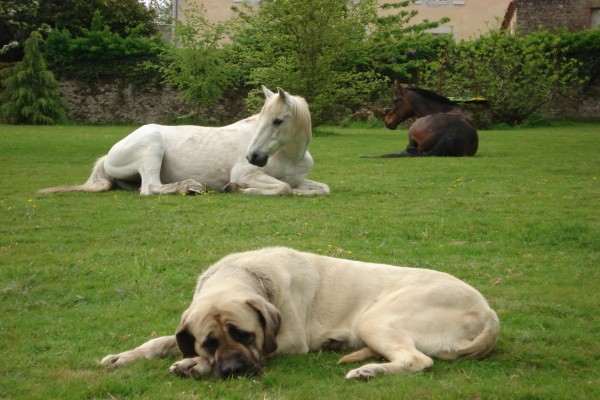 Perro y caballos descansando