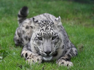 Leopardo de las nieves tumbado en la hierba