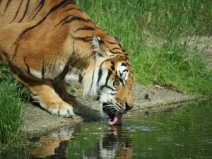 Tigre bebiendo agua