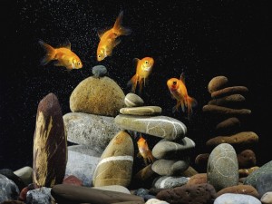 Piedras y peces