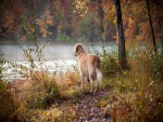 Golden retriever contemplando un río en otoño
