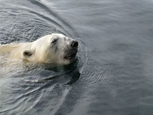 Postal: Un oso polar nadando