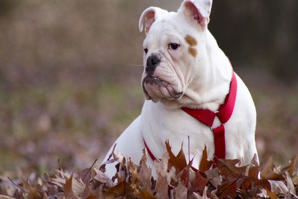 Perro perezoso sentado sobre las hojas