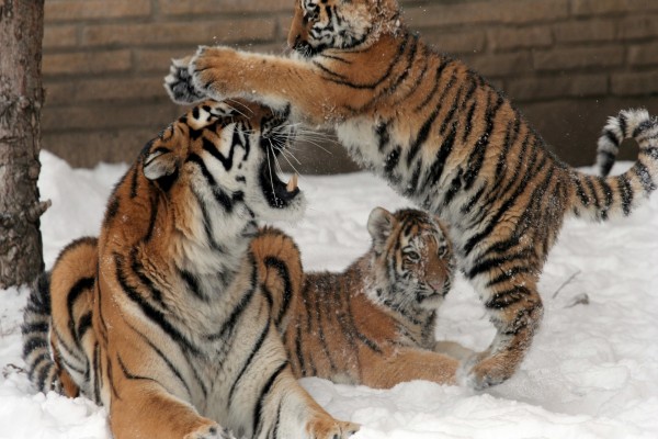 Cachorros de tigre jugando en la nieve con su madre