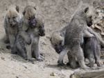 Cachorros de lobo jugando