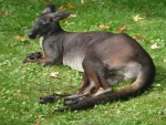 Un canguro adormilado sobre la hierba