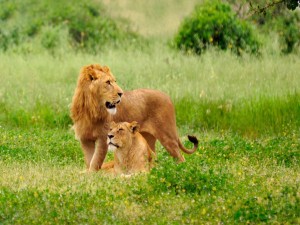 Postal: León y leona solos entre la hierba