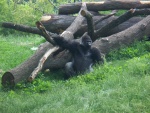 Un gorila junto a los troncos