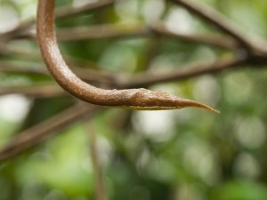 Una serpiente de madagascar