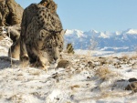 Leopardo de las nieves cauteloso