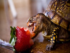 Tortuga comiendo una fresa