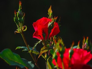 Postal: Rosal con rosas rojas