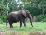 Elefante con un colmillo roto