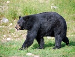 Un oso negro caminando