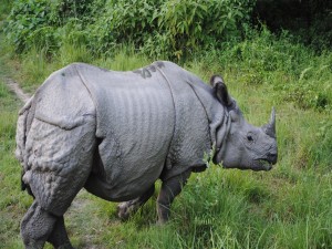 La curtida piel de un rinoceronte