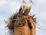 Cigüeñas en el nido