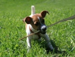 Perro jugando con un palo sobre la hierba
