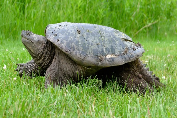 Gran tortuga caminando sobre la hierba
