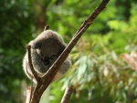 Koala descansando sobre un delgado tronco