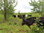Vacas negras y blancas entre los árboles