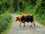 Una vaca marrón y negra cruzando un camino