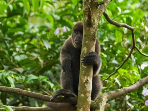 Postal: Hermoso mono sobre un árbol