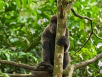 Hermoso mono sobre un árbol