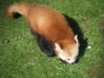 Panda rojo caminando sobre la hierba