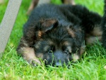 Cachorro tumbado en la hierba