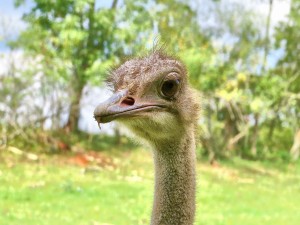 La cara de una avestruz