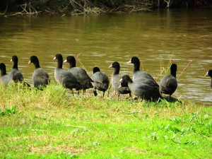 Grupo de aves junto al agua
