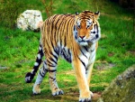 Hermoso tigre solitario