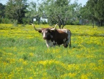 Vaca con grandes cuernos en un prado de flores amarillas