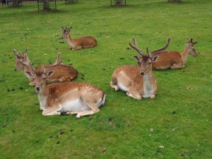 Jóvenes ciervos descansando sobre la hierba