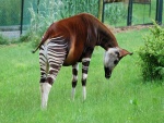 Un okapi (Okapia johnstoni)