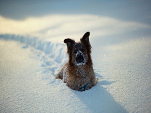 Postal: Perro hundido en la nieve