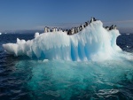 Colonia de pingüinos en un iceberg