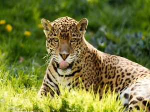 Un jaguar relamiéndose