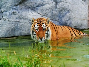 Un tigre dándose un baño