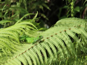 Postal: Lagarto verde caminando sobre las hojas