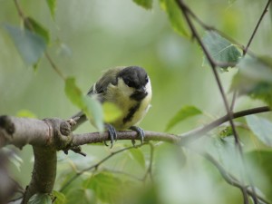 Pájaro quieto en una rama