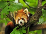 Un simpático panda rojo