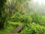 Plantas y palmeras en un entorno húmedo