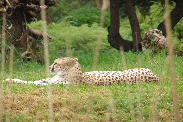 Un guepardo en reposo