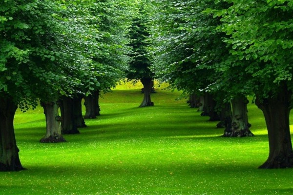 Frondosos árboles sobre un manto verde