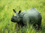 Un gran rinoceronte