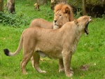 Leona bostezando junto a un león