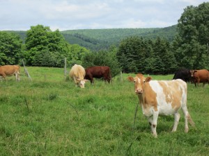 Postal: Vacas de varios colores en el pasto