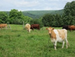 Vacas de varios colores en el pasto