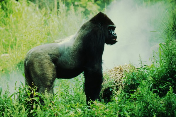 Un gran gorila en su hábitat